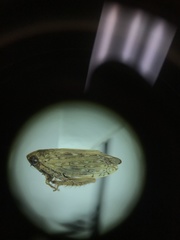 Spathanus acuminatus