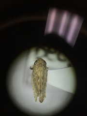 Spathanus acuminatus
