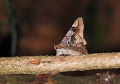 Euclystis guerini