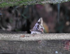 Euclystis guerini