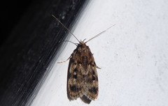 Barea exarcha