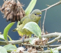 Euphonia saturata