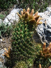 Coryphantha octacantha