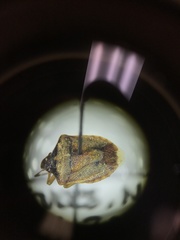 Dendrocoris contaminatus