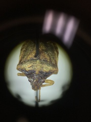 Dendrocoris contaminatus