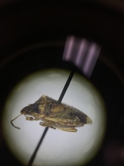 Dendrocoris contaminatus