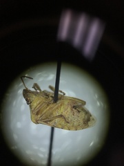 Dendrocoris contaminatus