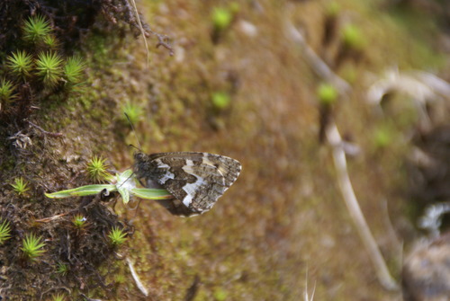 Azores Grayling