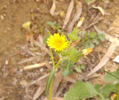 Sonchus oleraceus