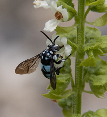Thyreus novaehollandiae