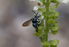 Thyreus novaehollandiae