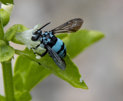 Thyreus novaehollandiae
