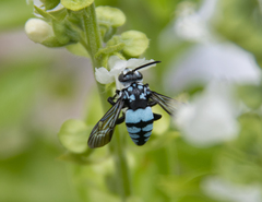 Thyreus novaehollandiae