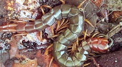 Cormocephalus brachycerus