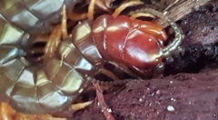 Cormocephalus brachycerus