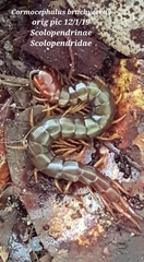 Cormocephalus brachycerus