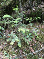 Taxus globosa