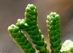 Veronica quadrifaria