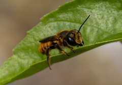 Megachile
