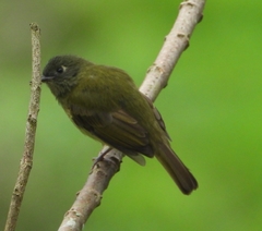 Mionectes striaticollis