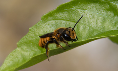 Megachile