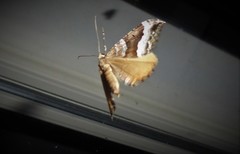 Hydriomena deltoidata