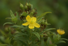 Hypericum foliosum