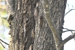 Macrotristria maculicollis