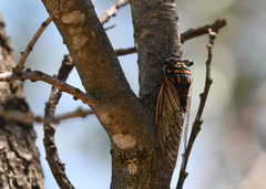 Macrotristria maculicollis