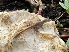 Anolis sagrei