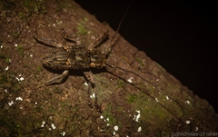 Prosoplus bakewellii