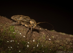 Prosoplus bakewellii