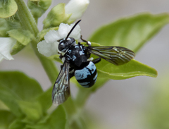 Thyreus novaehollandiae novaehollandiae