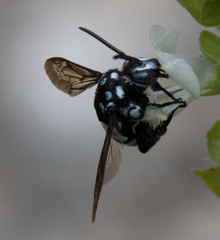 Thyreus novaehollandiae novaehollandiae