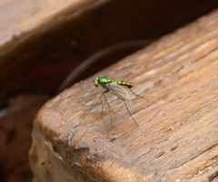 Chrysosoma leucopogon