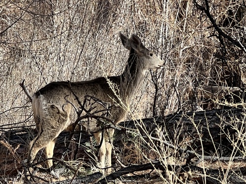 Mule Deer