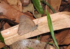 Yphthimoides ordinaria