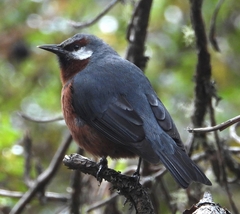 Conirostrum binghami