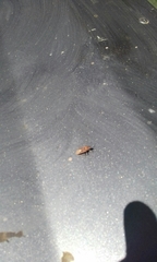 Spilostethus pandurus elegans