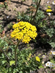 Lomatium parvifolium