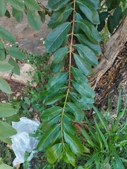 Psidium guineense