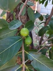 Psidium guineense