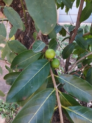 Psidium guineense