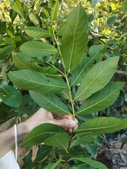 Psidium guineense