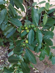 Psidium guineense