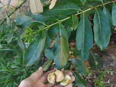 Psidium guineense