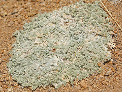 Astragalus purshii lectulus