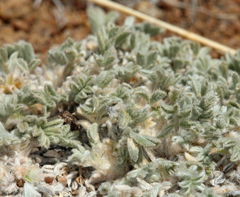 Astragalus purshii lectulus