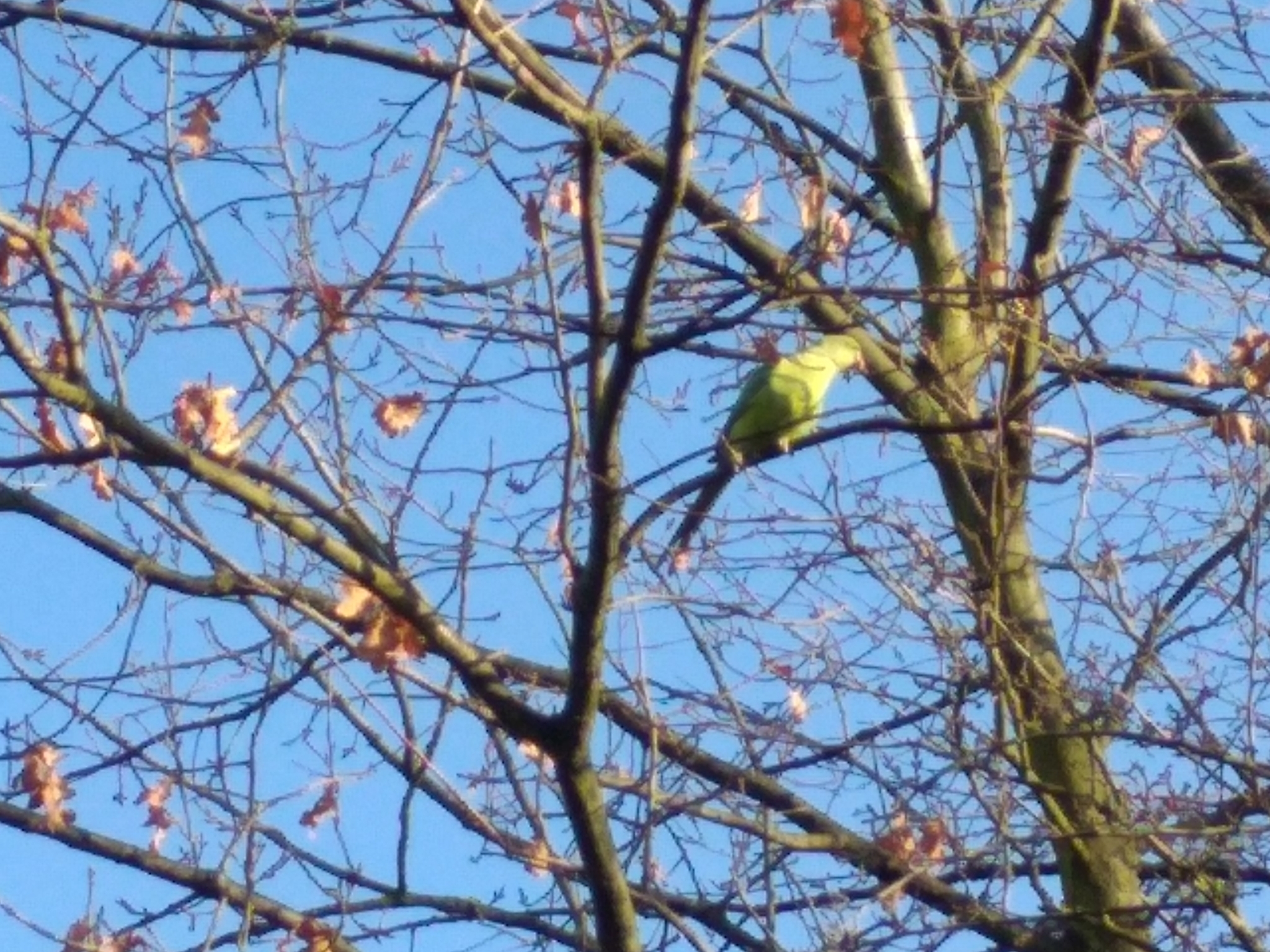 Rose-ringed Parakeet