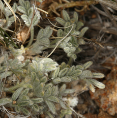 Astragalus purshii lectulus